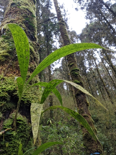 Calanthe densiflora, photograph 2