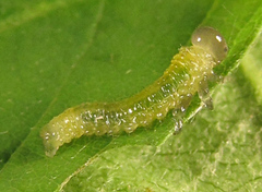 Arge nigripes