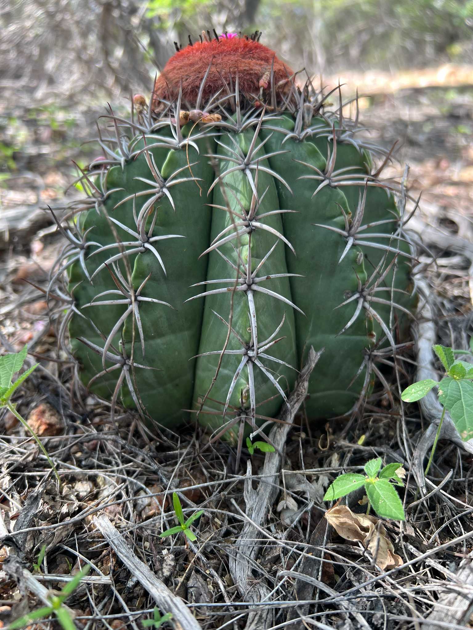 Melocactus zehntneri