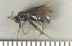 Arge nigripes