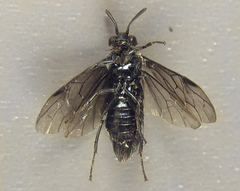 Arge nigripes