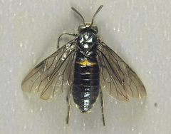 Arge nigripes