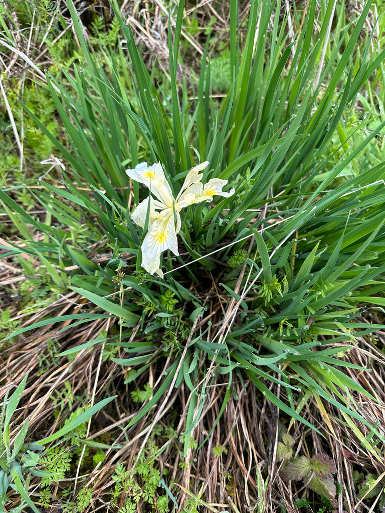 Iris tenax, Oregon, US