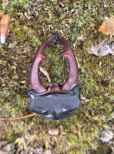 Lucanus cervus