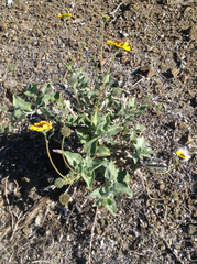 Encelia palmeri