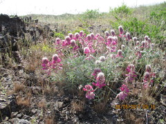 Hedysarum argyrophyllum