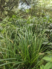 Carex dolichostachya