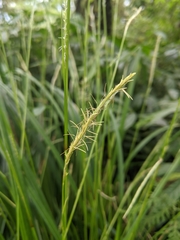 Carex dolichostachya