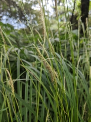 Carex dolichostachya
