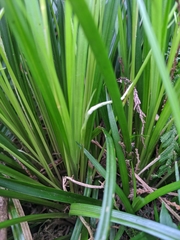 Carex dolichostachya