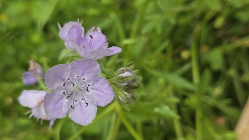 Phacelia hirsuta, photograph 3