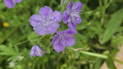 Phacelia hirsuta, photograph 4