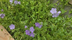 Phacelia hirsuta, photograph author not stated, no rights reserved