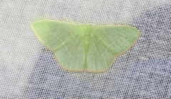 Nemoria lixaria