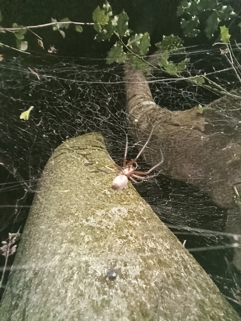 Bush Spider from Wainuiomata, Lower Hutt, New Zealand on April 11, 2026 ...