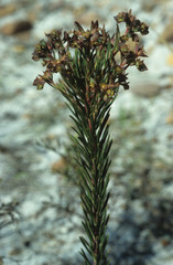 Euphorbia genistoides