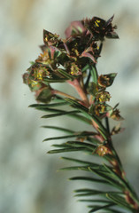 Euphorbia genistoides