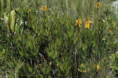 Aloiampelos commixta