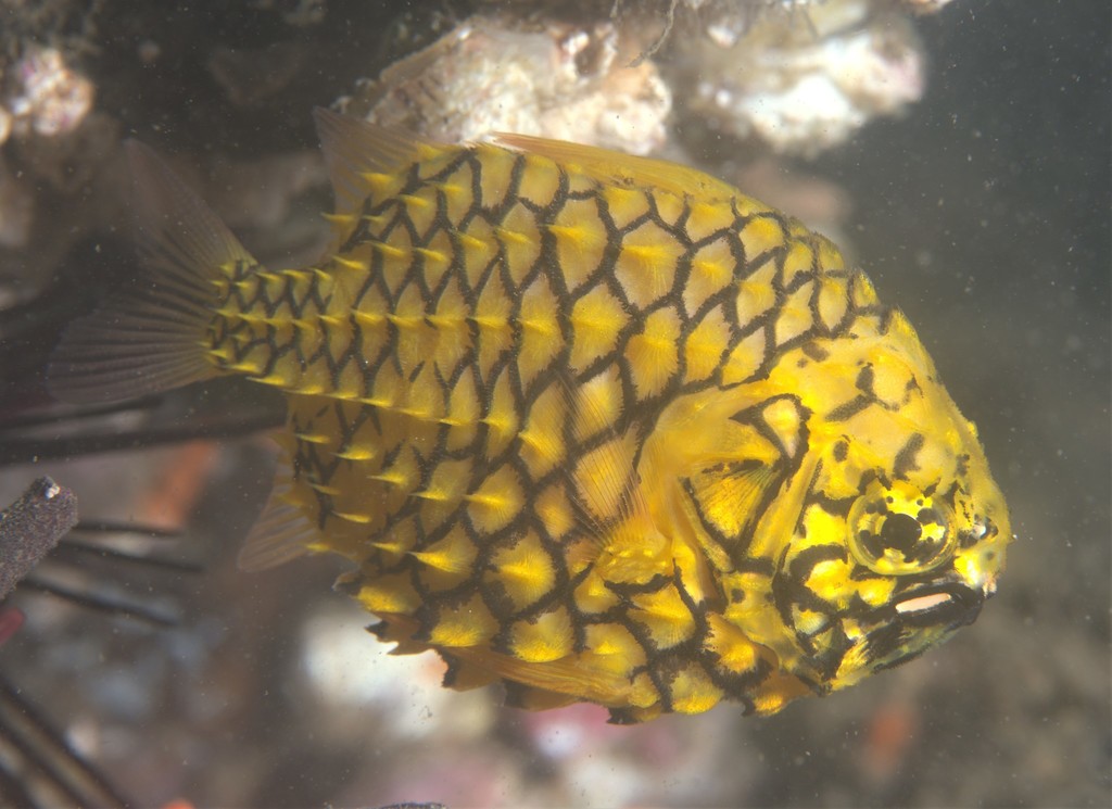 Australian Pineapplefish (Fishes of Chowder Bay, Sydney, Australia ...