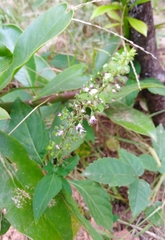 Ocimum carnosum