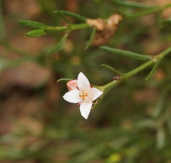 Cyanothamnus nanus