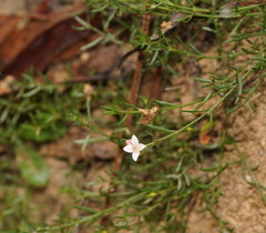 Cyanothamnus nanus