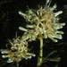 Serruria collina - Photo (c) Tom Lloyd Evans,  זכויות יוצרים חלקיות (CC BY-SA), הועלה על ידי Tom Lloyd Evans