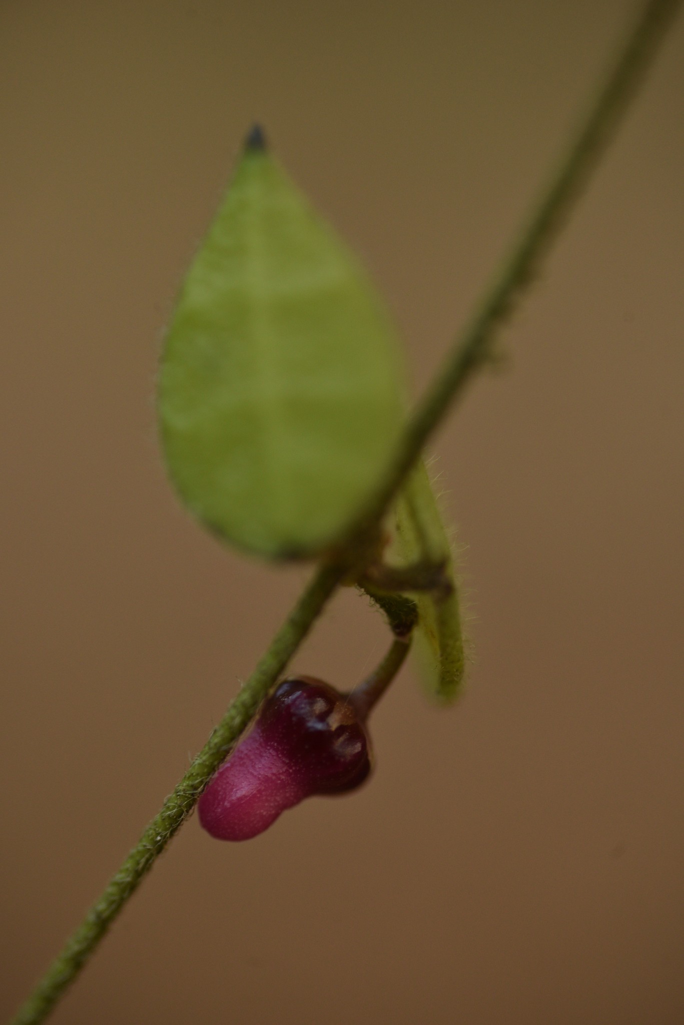 Dischidia hirsuta (Dischidia hirsuta)