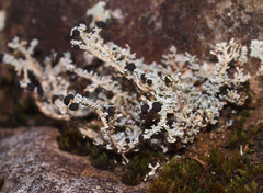 Stereocaulon colensoi