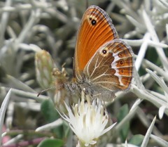 Coenonympha corinna