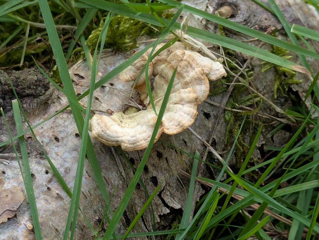 Stereum subtomentosum · April 2026 · photo: © michieldg (iNaturalist, cc-by)