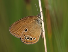 Coenonympha oedippus