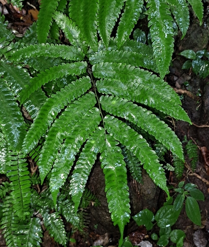 Goniopteris pennata