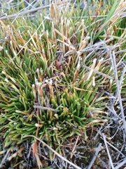 Oreobolus pectinatus