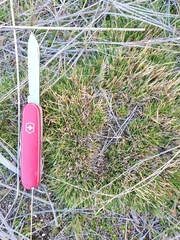 Oreobolus pectinatus