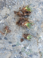 Oreobolus pectinatus