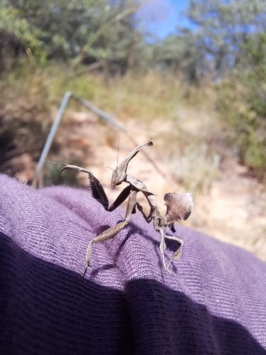 Common Ghost Mantis