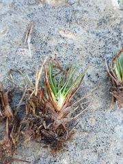 Oreobolus pectinatus