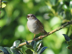 Prunella modularis