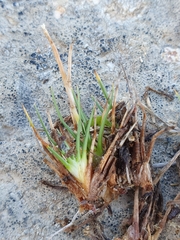 Oreobolus pectinatus