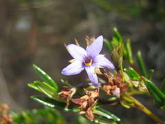 Halgania andromedifolia