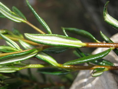 Halgania andromedifolia