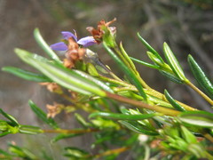 Halgania andromedifolia