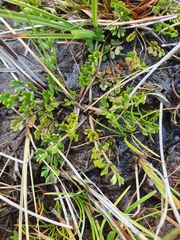 Ranunculus gracilipes