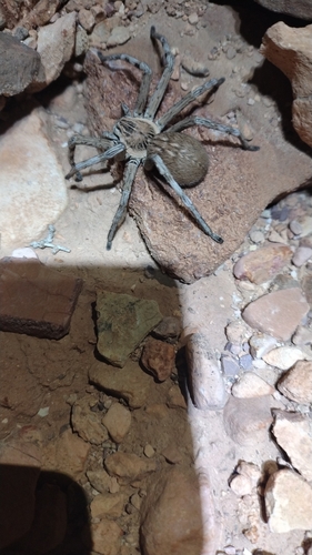 Eusparassus oraniensis