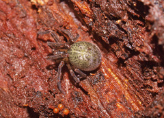 Megadictyna thilenii