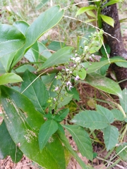 Ocimum carnosum