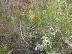Halgania andromedifolia