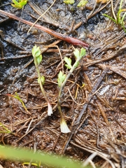 Ranunculus gracilipes