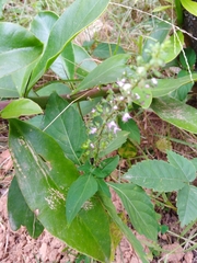 Ocimum carnosum